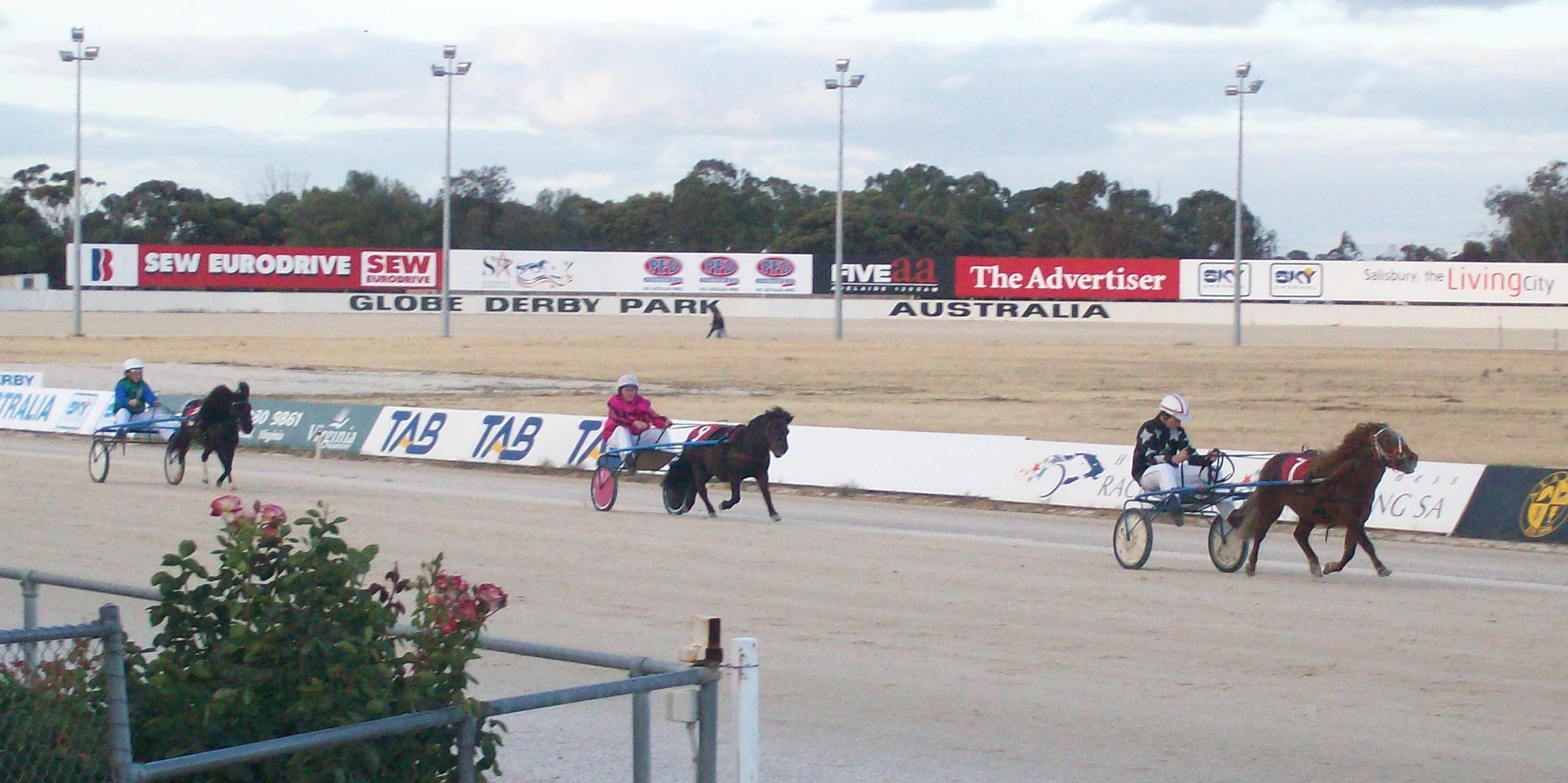 South Australian Harness Racing Pony Association
